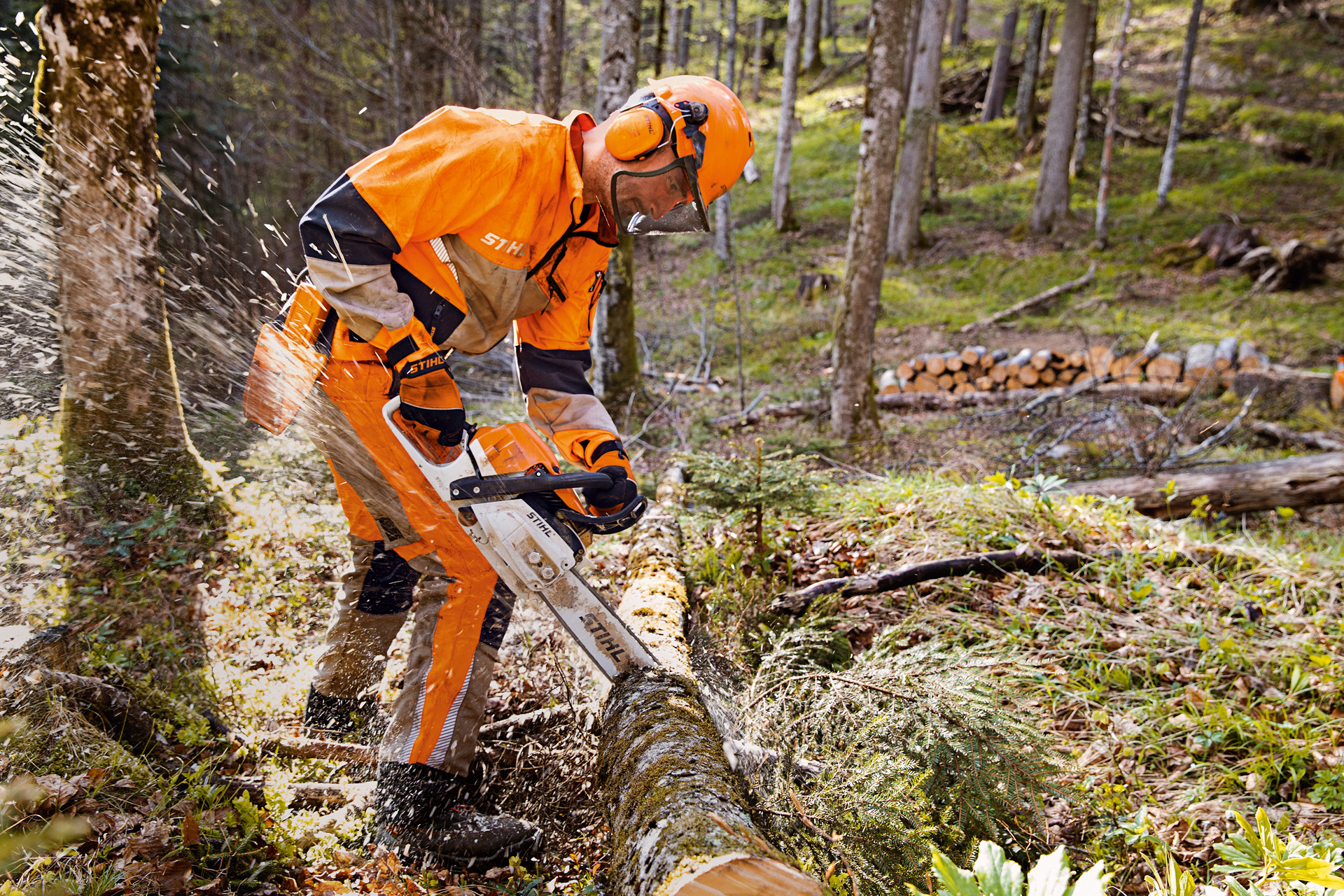 A forestry worker in STIHL protective clothing, sawing wood in the forest with a STIHL chainsaw